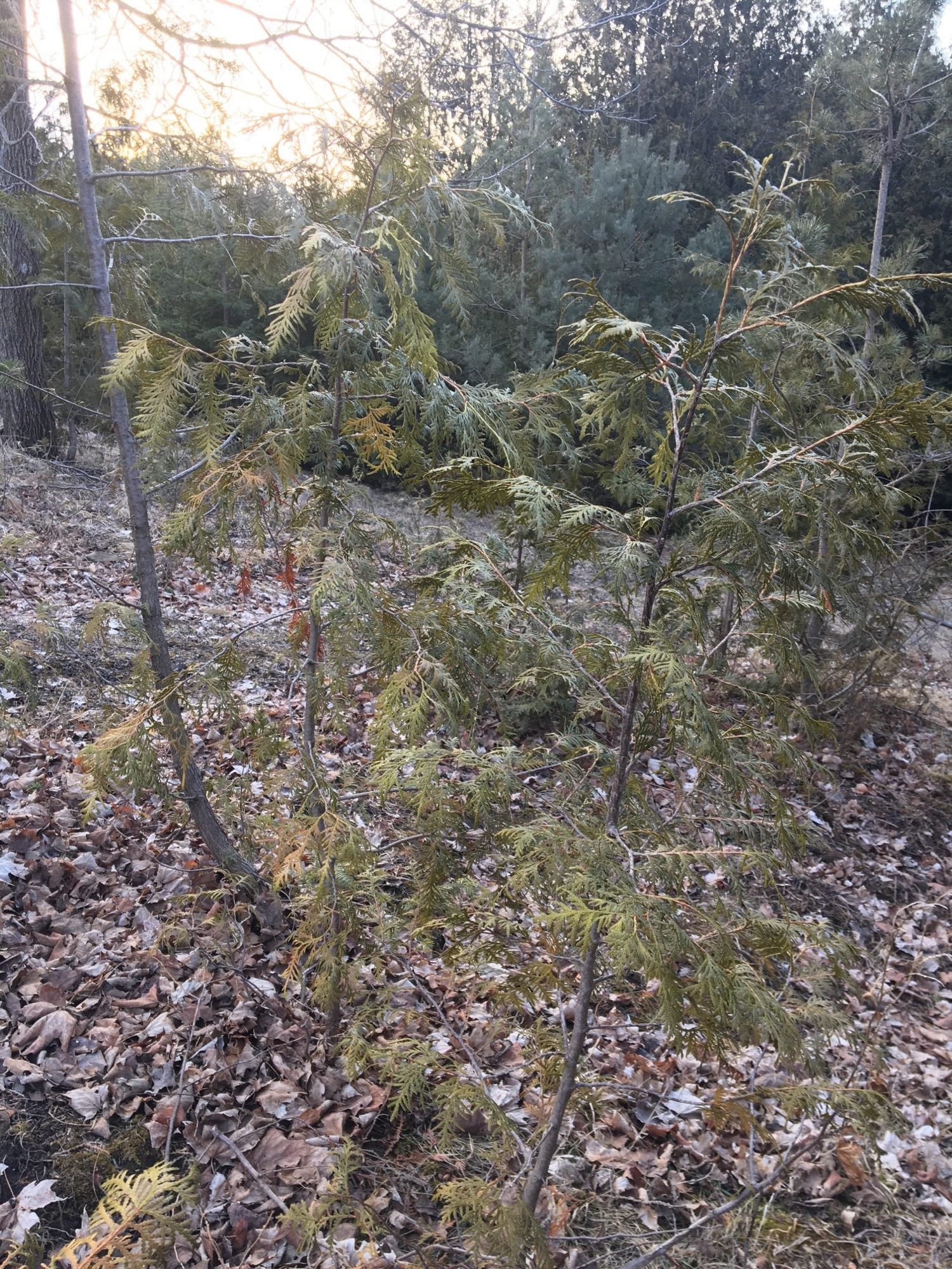 Please help make my Cedars grow! Forums
