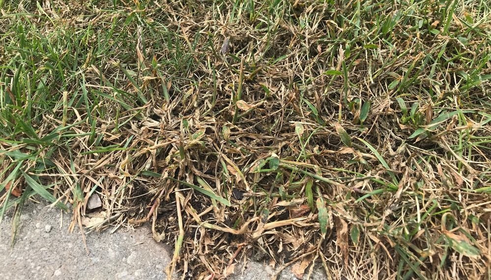 Crabgrass control in Delson and Saint-Constant