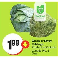 Green Or Savoy Cabbage