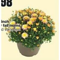 PC 9.5 Inch Outdoor Fall Mums