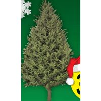 6’ - 8’ Balsam Fir Christmas Trees