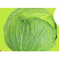 Flat Cabbage 