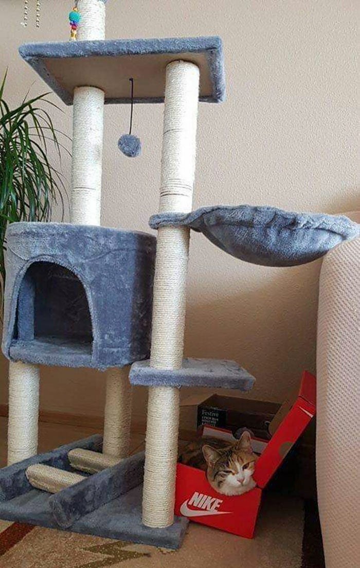 Costco cat outlet condo