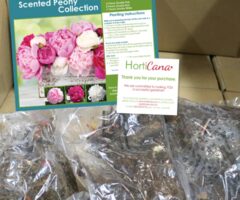 Costco Peonies $39.97 (10 Peonies) / Rona Perennial bulbs clearance