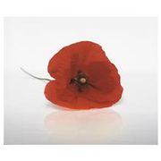 Poppy Floral Canvas - $27.99 ($12.00 Off)