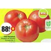 Field Tomatoes - $0.88/lb