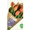 Longo's Premium Local Tulips  - $12.99