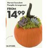 Harvest Succulent Pumpkin Arrangement - From $14.99