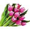 10 Stem Cut Tulips - $10.00
