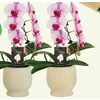 3" Piccola Orchid Swan in Vase  - $16.99 ($3.00 off)